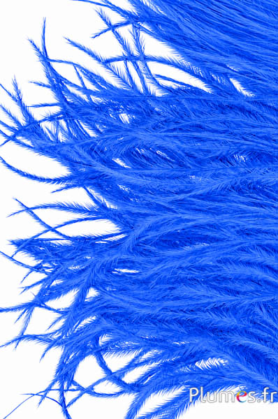 Struisvogel  baardjes - 8-15 cm - turquoise